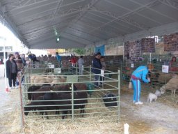 phoca_thumb_l_fotosnoviembre2012 2530